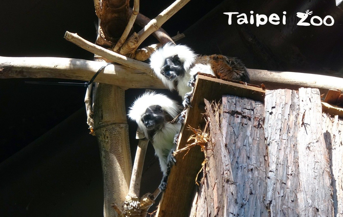 棉頭絹猴情侶甜蜜蜜,「阿金」寵妻程度令保育員自嘆不如。台北市立動物園/提供