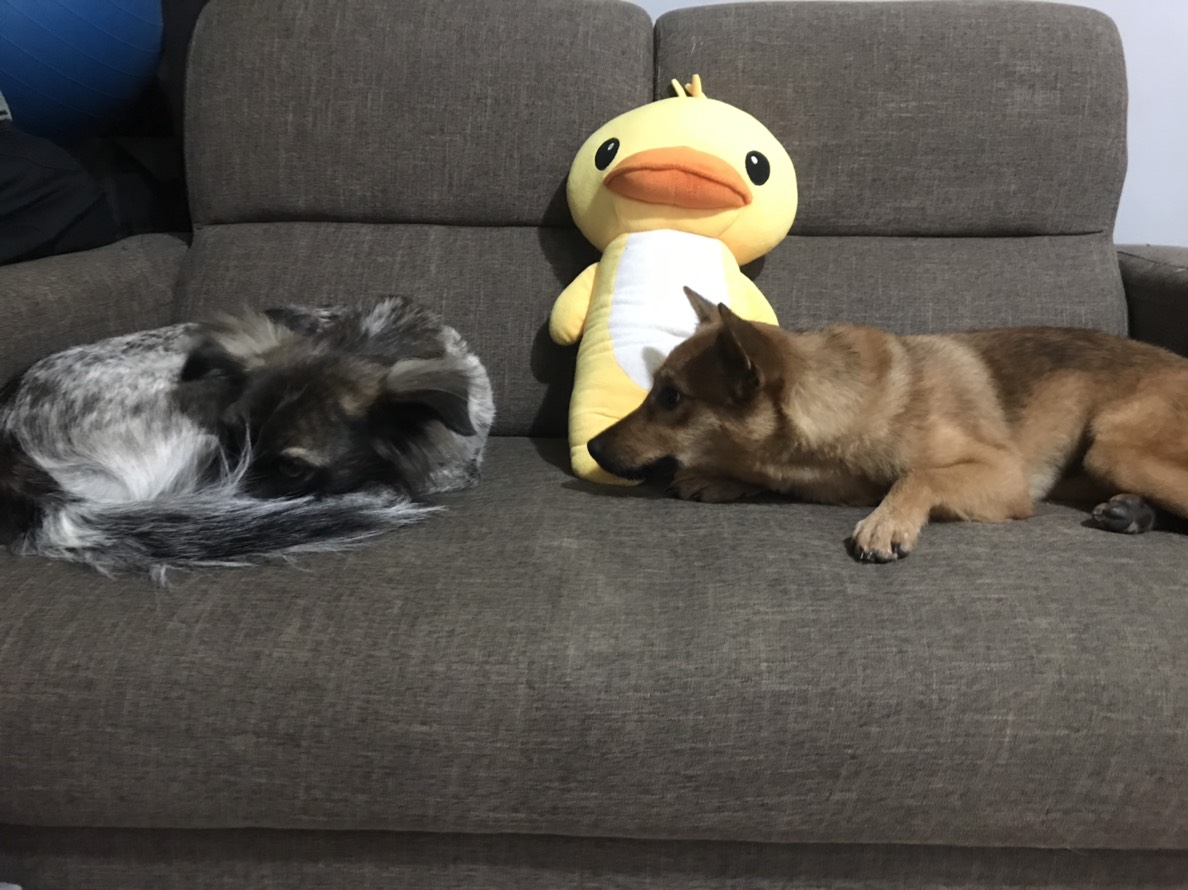 「默默」與「小丸子」。新北市動保處/提供