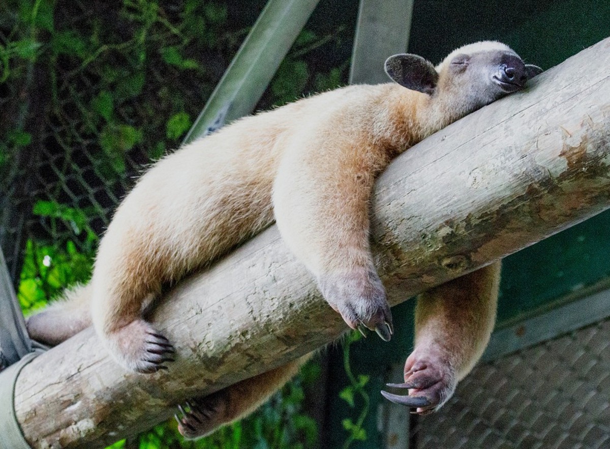南美小食蟻獸喜歡在夜晚活動,如果白天醒來,隨時隨地都可進入睡眠模式。台北市立動物園/提供