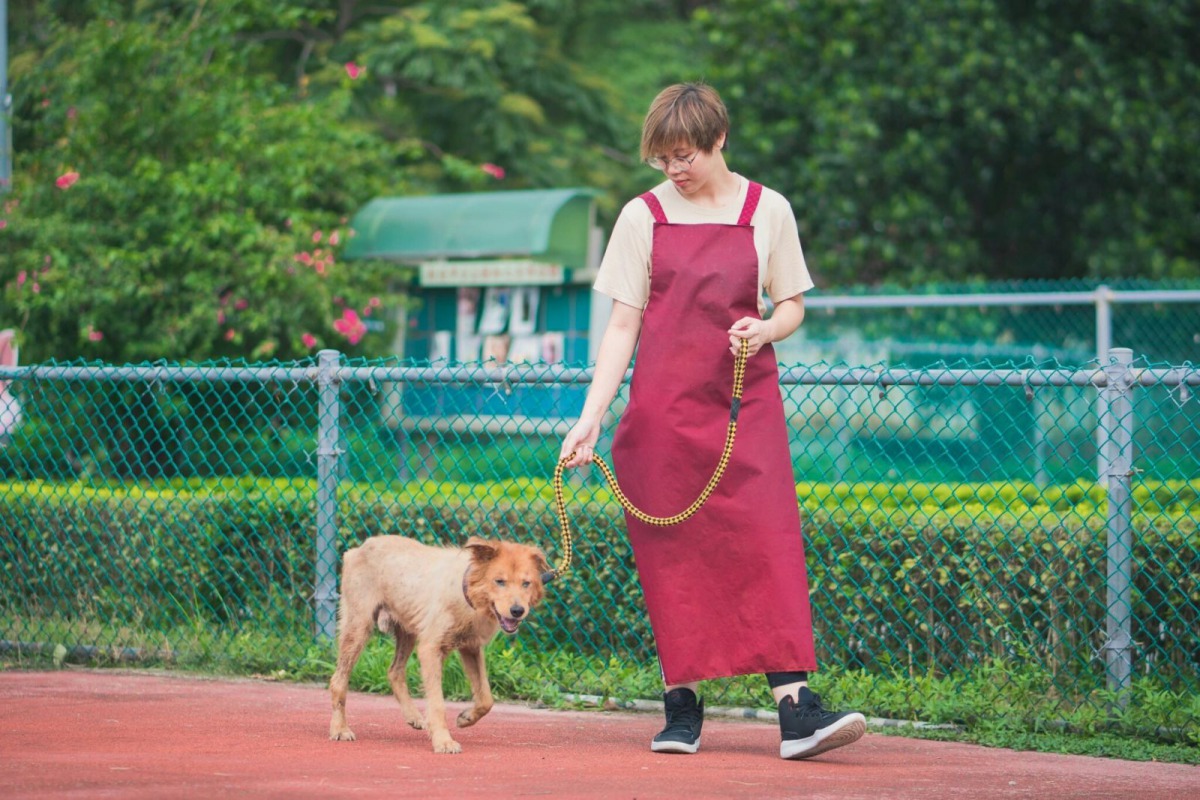 年邁失智老犬仍需要定時帶出籠散步曬太陽及與人互動，有助於減緩失智症惡化情形。新北市動保處/提供