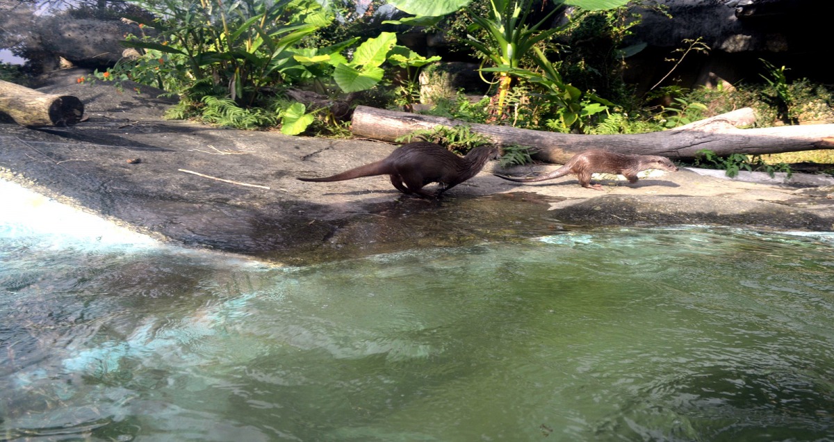歐亞水獺「小金」（左）和「金莎」（右）配對成功。台北市立動物園/提供