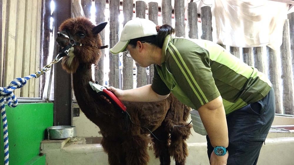修剪皮毛後,羊駝們各個頂著特殊的「麥克風」造型。台北市立動物園/提供