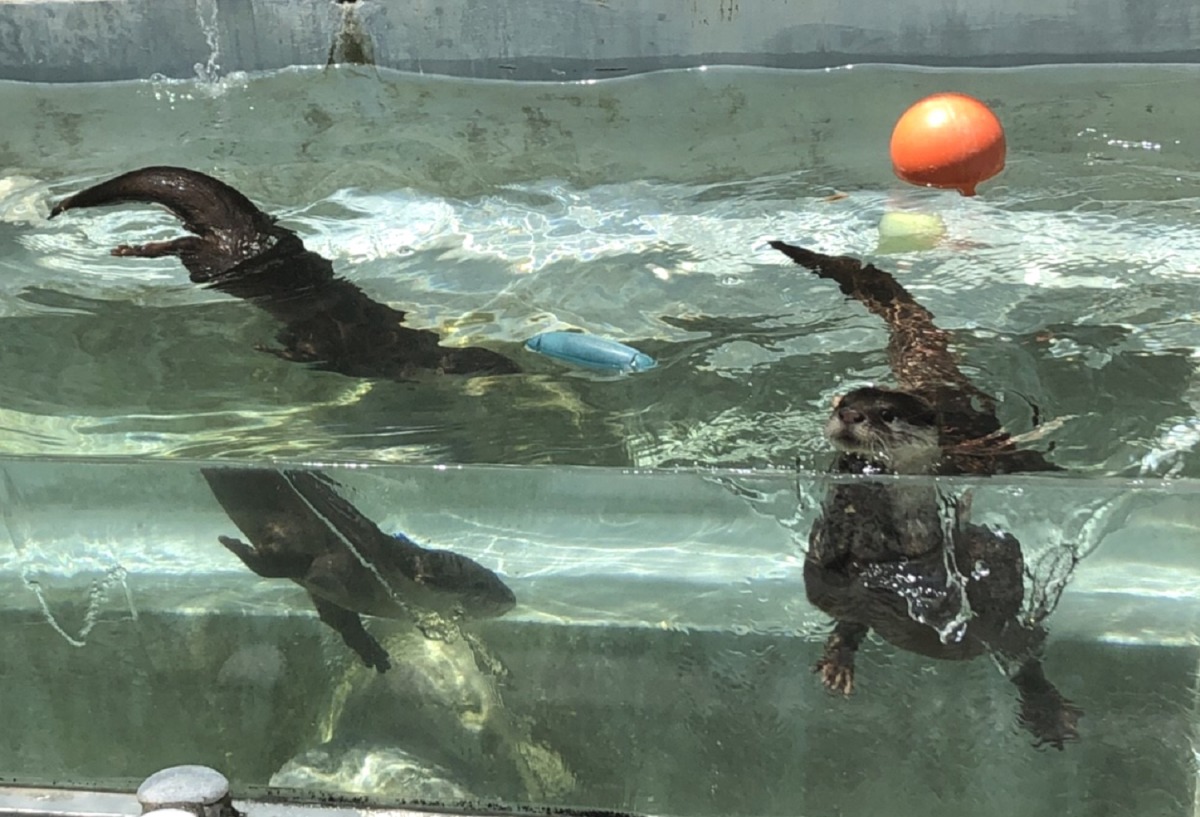 「喬巴」和「艾斯」入住遠雄海洋公園「水獺戶外區」,雖然一開始有些緊張,但兄弟倆很快就適應新環境與新保育員了。遠雄海洋公園/提供