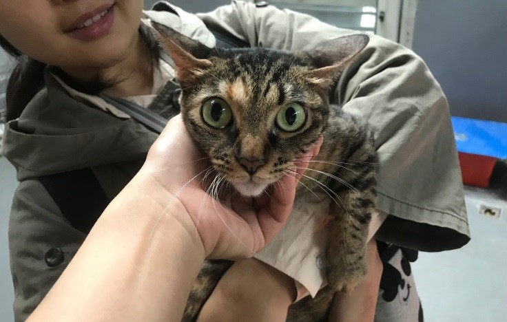 認養當天與主人合影。新北市動保處/提供