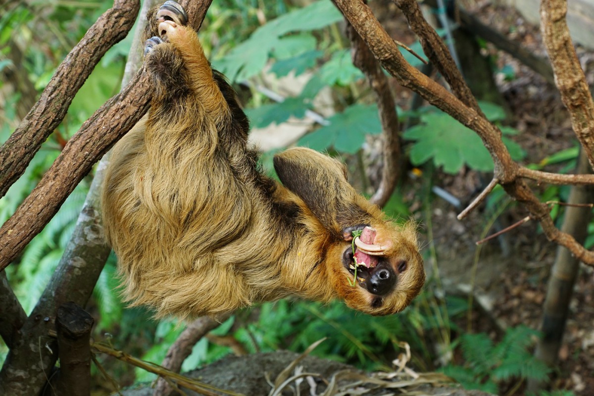 保育員會特地等到棉頭絹猴回家後,再為二指樹獺送上大餐。台北市立動物園/提供
