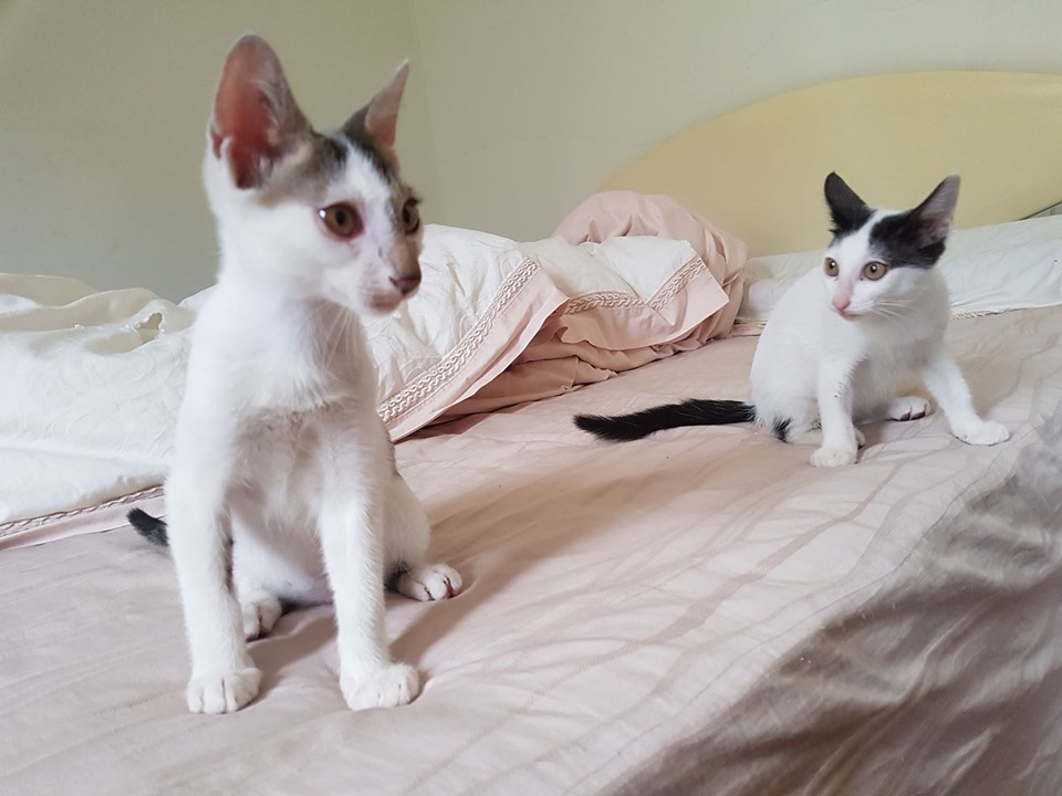 受害母貓的兩隻小貓暫名包子(左)、饅頭(右),其中饅頭已被認養。新北市動保處/提供