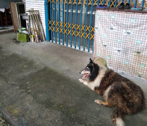 在眾人協力下，奇奇順利回到熟悉溫暖的家。新北市動保處/提供