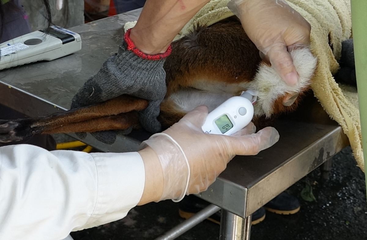 獸醫師為山羌測量體溫。台北市立動物園/提供
