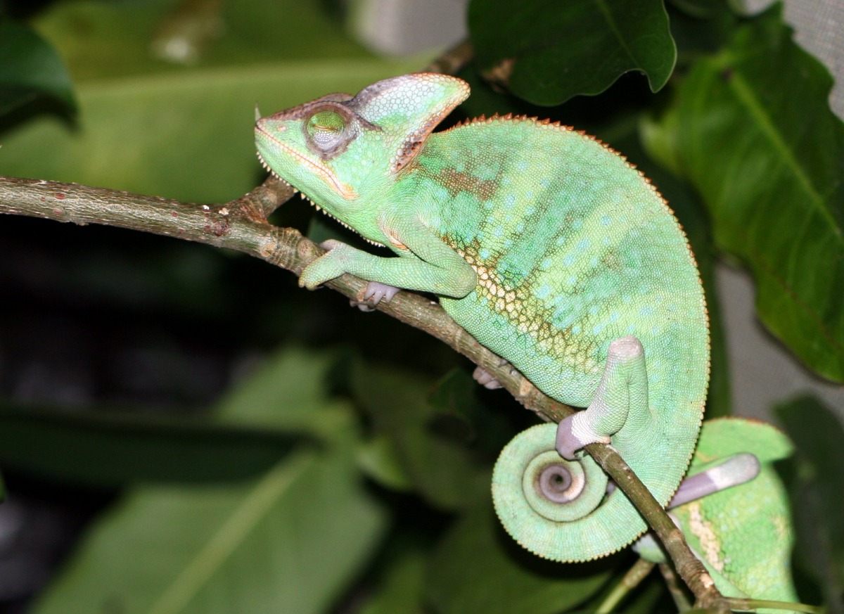 睡眠時的公高冠變色龍,體色較淺、花紋不顯著。戴為愚/攝