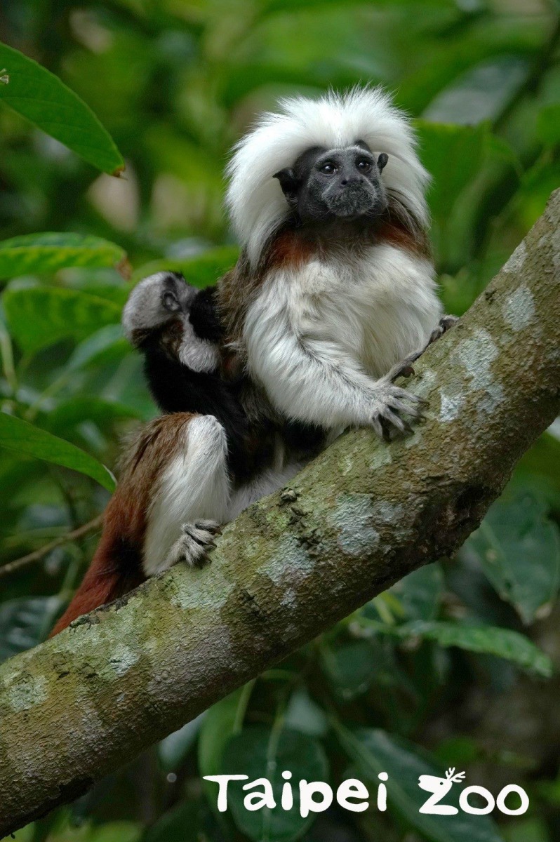 隨著雙胞胎漸漸長大,要一次揹起雙胞胎移動,就成了吃力的負擔。台北市立動物園/提供