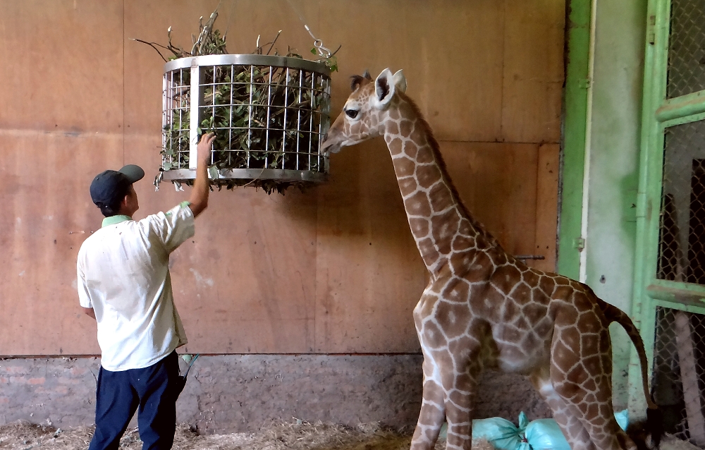 隨著月齡增加，長頸鹿寶寶需要攝取更多元的營養素與熱量。台北市立動物園/提供