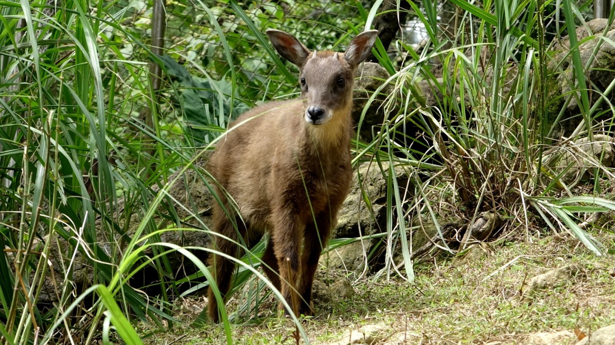 臺灣野山羊寶寶「長稻」頭上已開始長出小小的角。台北是立動物園/提供