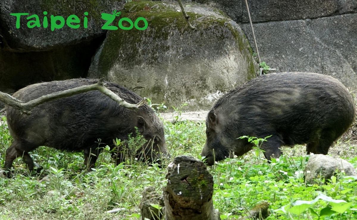 台灣野豬喜歡拱土找尋可以吃的食物。台北市立動物園/提供