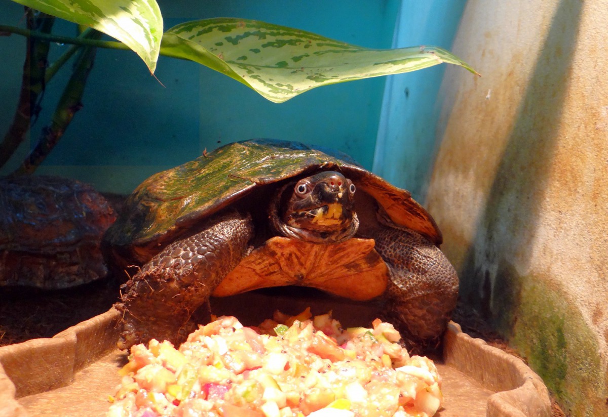 「太陽龜」的個性十分害羞機警,只要有一點點風吹草動,牠們就會定格在原地維持同樣的姿勢。台北市立動物園/提供