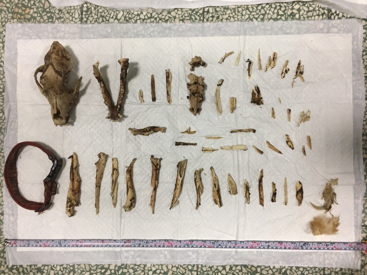 現場尋獲犬隻遺骨。台北市動保處/提供