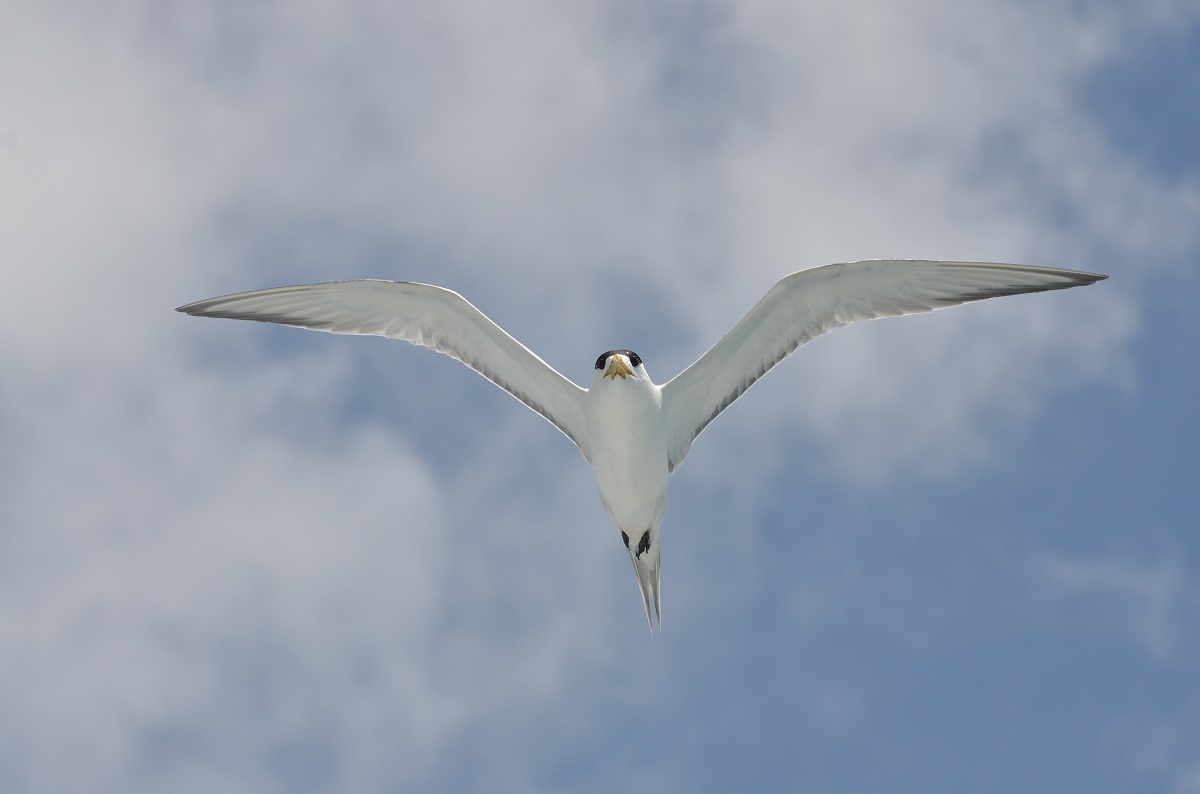 台北鳥會盼民眾多加關注這群海上嬌客，也期待民眾支持保育行動。圖為展翅的鳳頭燕鷗。