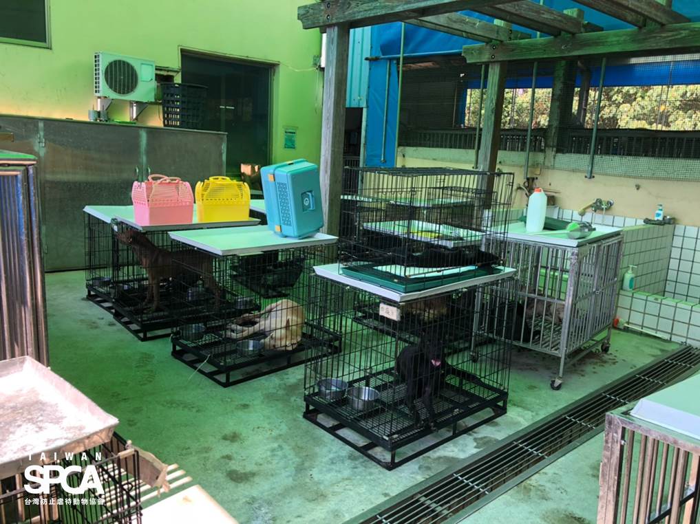 收容所爆籠,應當作為走道、放風區的地方都堆滿狗籠。台灣防止虐待動物協會、台灣動物保護行政監督聯盟/提供