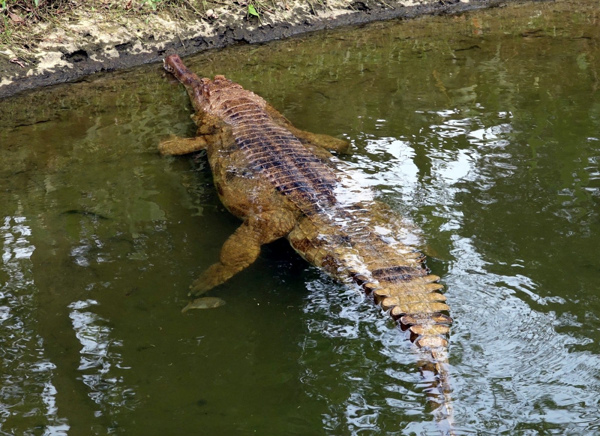 溫帶動物區的馬來長吻鱷「酷龍」,體型超過5公尺,體重約650公斤。台北市立動物園/提供