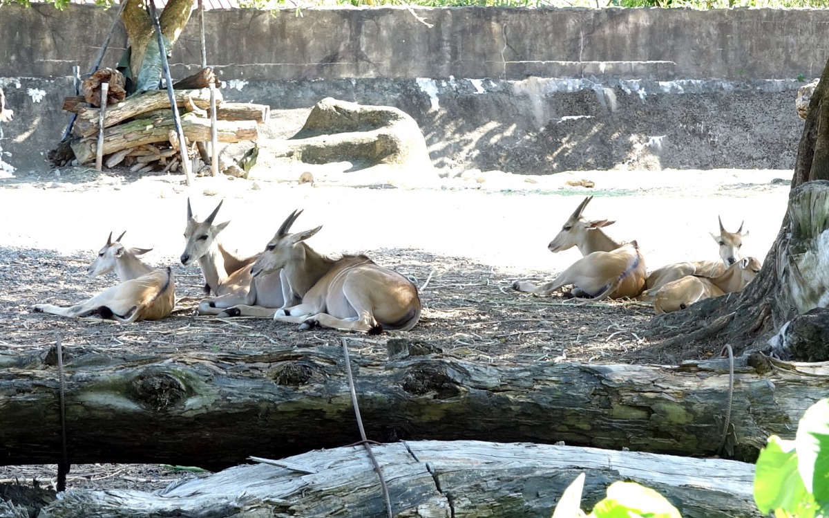現在大家只要到非洲動物區,就能見到伊蘭羚羊寶寶「妮可」和其他家族成員一起享受日光浴囉!台北市立動物園/提供