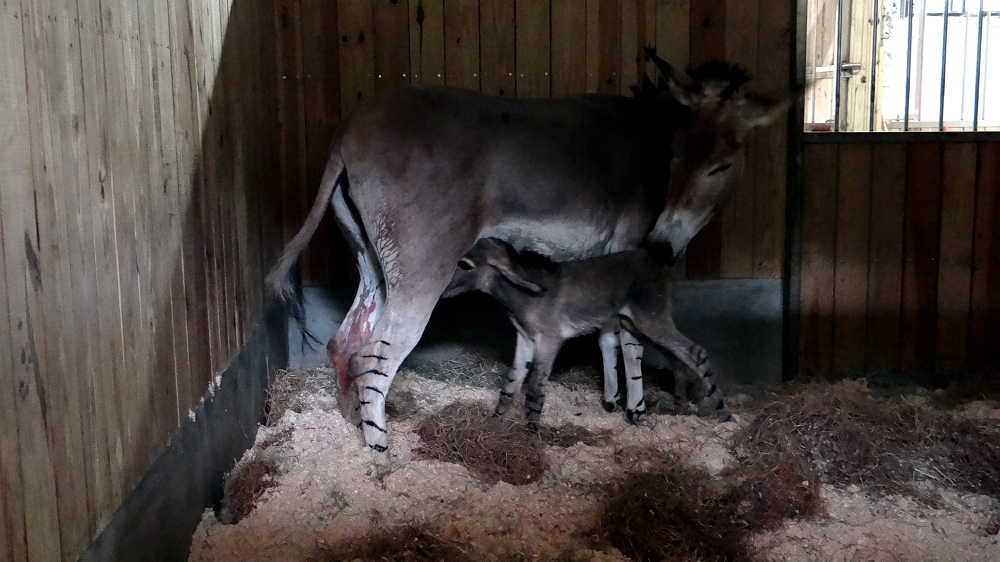 小寶寶經過不到1小時的練習，總算成功站立，也開始喝奶了。台北市立動物園/提供