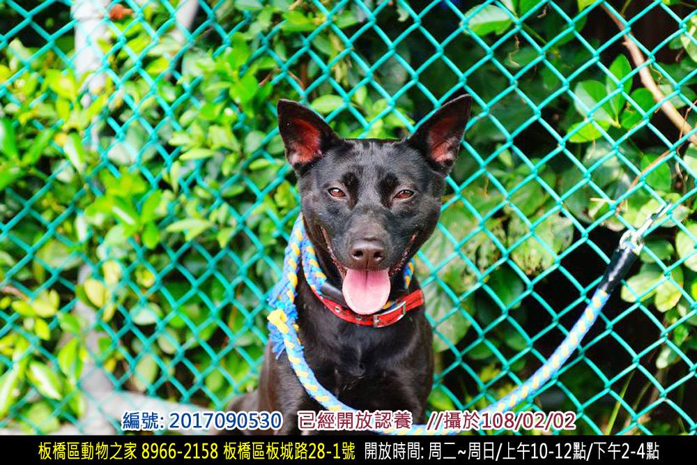 可愛的「小黑點」還在等待一個永遠的家。新北市動保處/提供