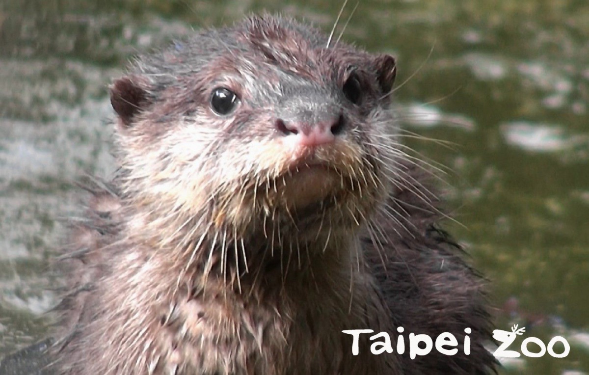 小爪水獺「小蝸」長大了唷!台北市立動物園/提供