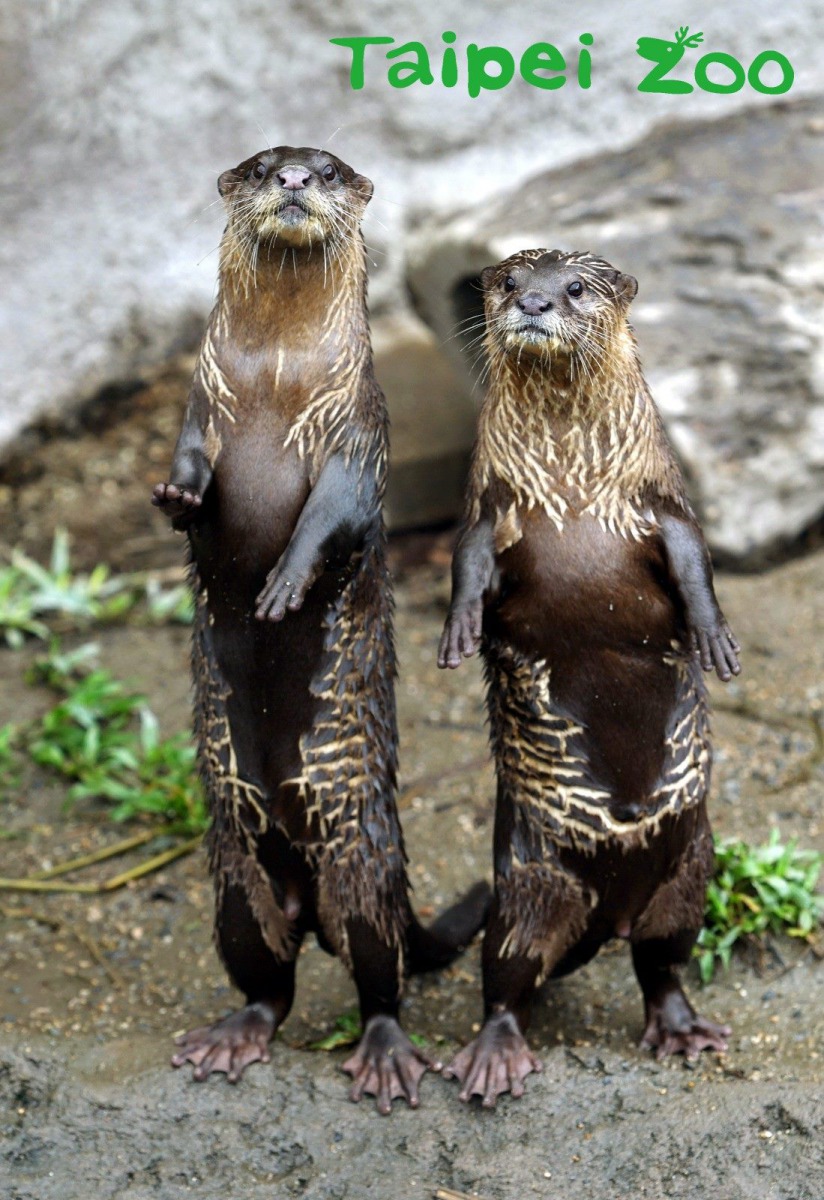 小爪水獺兄弟「柚子」和「毛毛」目前住在熱帶雨林區。詹德川/攝