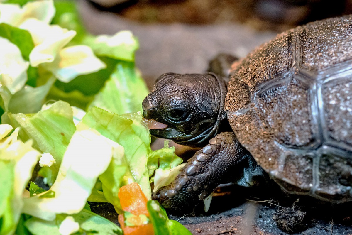 亞達伯拉象龜寶寶進食時非常認真，要多吃一點才能長的像爸爸媽媽一樣強壯哦！台北市立動物園/提供