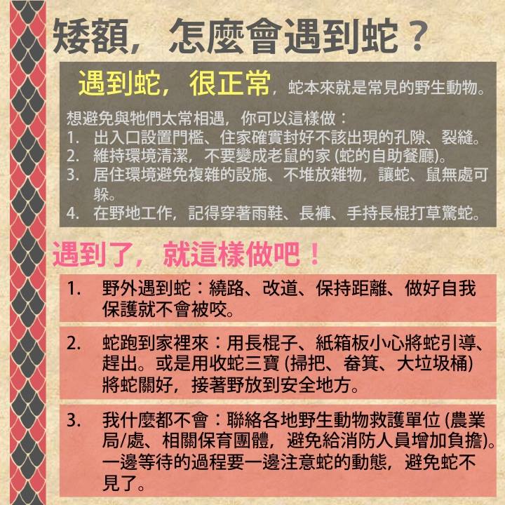 遇到蛇怎麼辦？野生動物追思會/提供