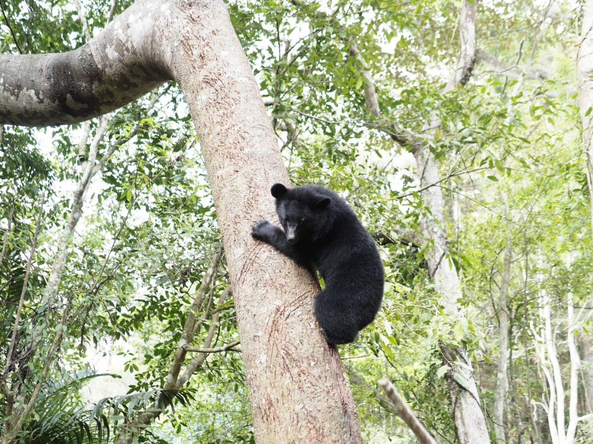 「人類趨避訓練」成效良好，小熊每次看到人類都會躲在高高的樹上。圖為小熊爬樹示意圖，非訓練照片。台灣黑熊保育協會/提供