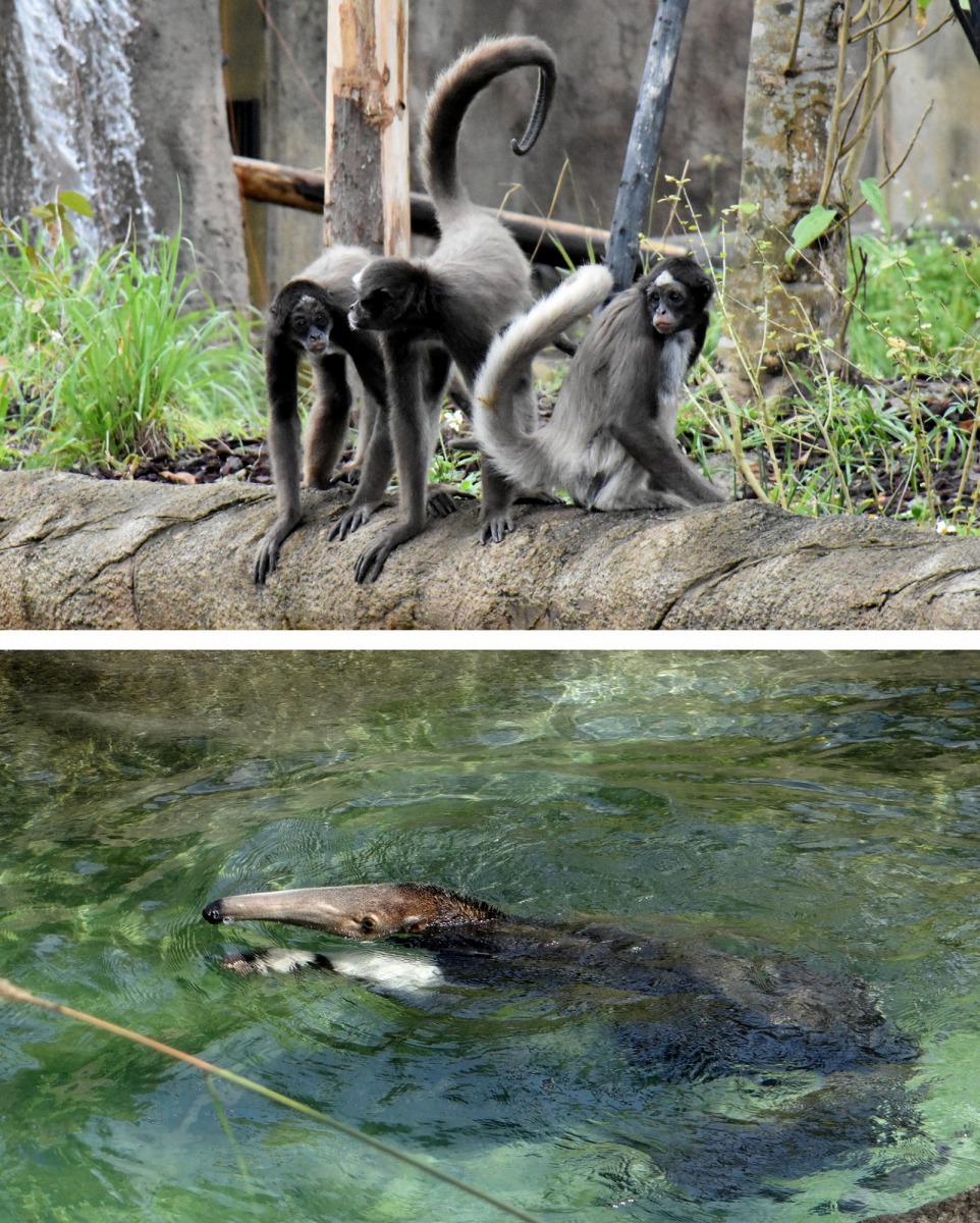 有時候「大食蟻獸」察覺這4隻「猴崽子」似乎又在密謀什麼詭計，就乾脆下水游泳納涼，讓怕水的棕蜘蛛猴們，只能留在岸上「望水興嘆」了。台北市立動物園/提供