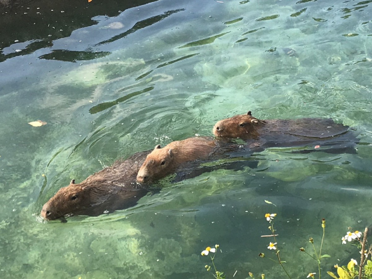 原本在水裡自在悠游的水豚們，因為其中一隻水豚被水裡的魚意外碰撞到，整群水豚們竟匆匆游回岸上，不敢再下水。台北市立動物園/提供