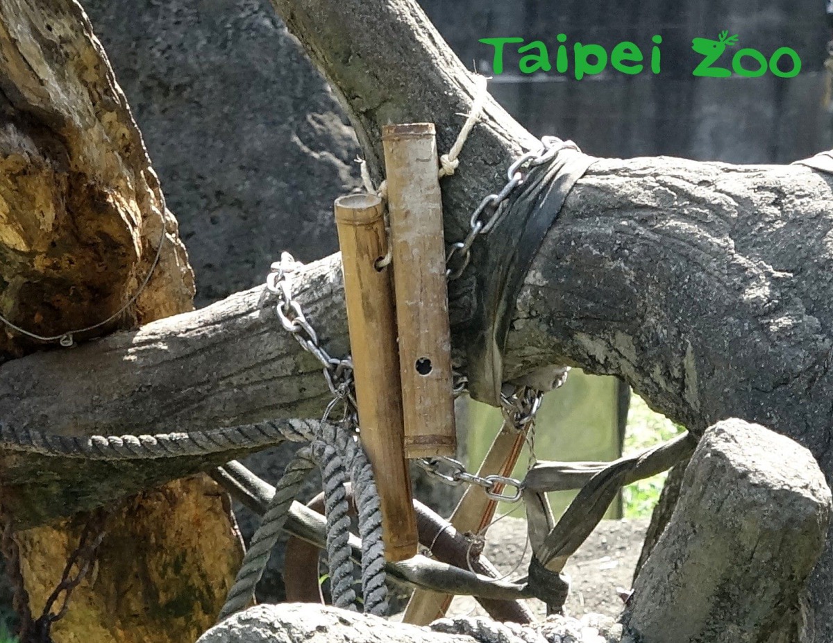 台北市立動物園為聰明的黑猩猩準備新玩具，做為行為豐富化的新設施。台北市立動物園/提供