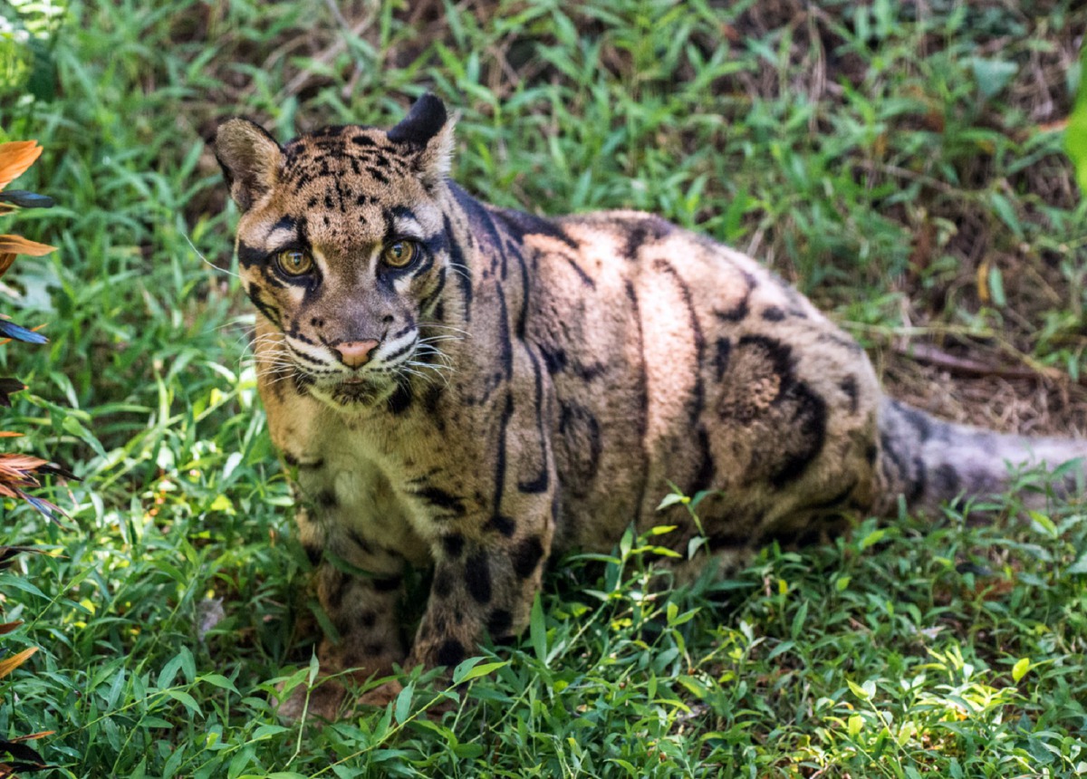 「雲新」漂亮的身影，將永遠珍藏在我們心中！台北市立動物園/提供