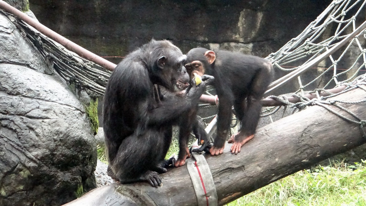 在黑猩猩家族裡,大家會一起照顧小孩,圖為黑猩猩媽媽「娃娃」和牠的寶寶「娃智」。台北市立動物園/提供