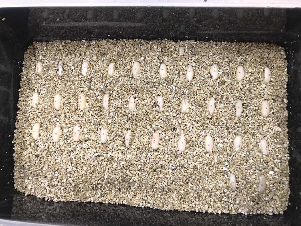 保育員將埋在土洞中的卵挖出，移到特定的容器中存放。台北市立動物園/提供
