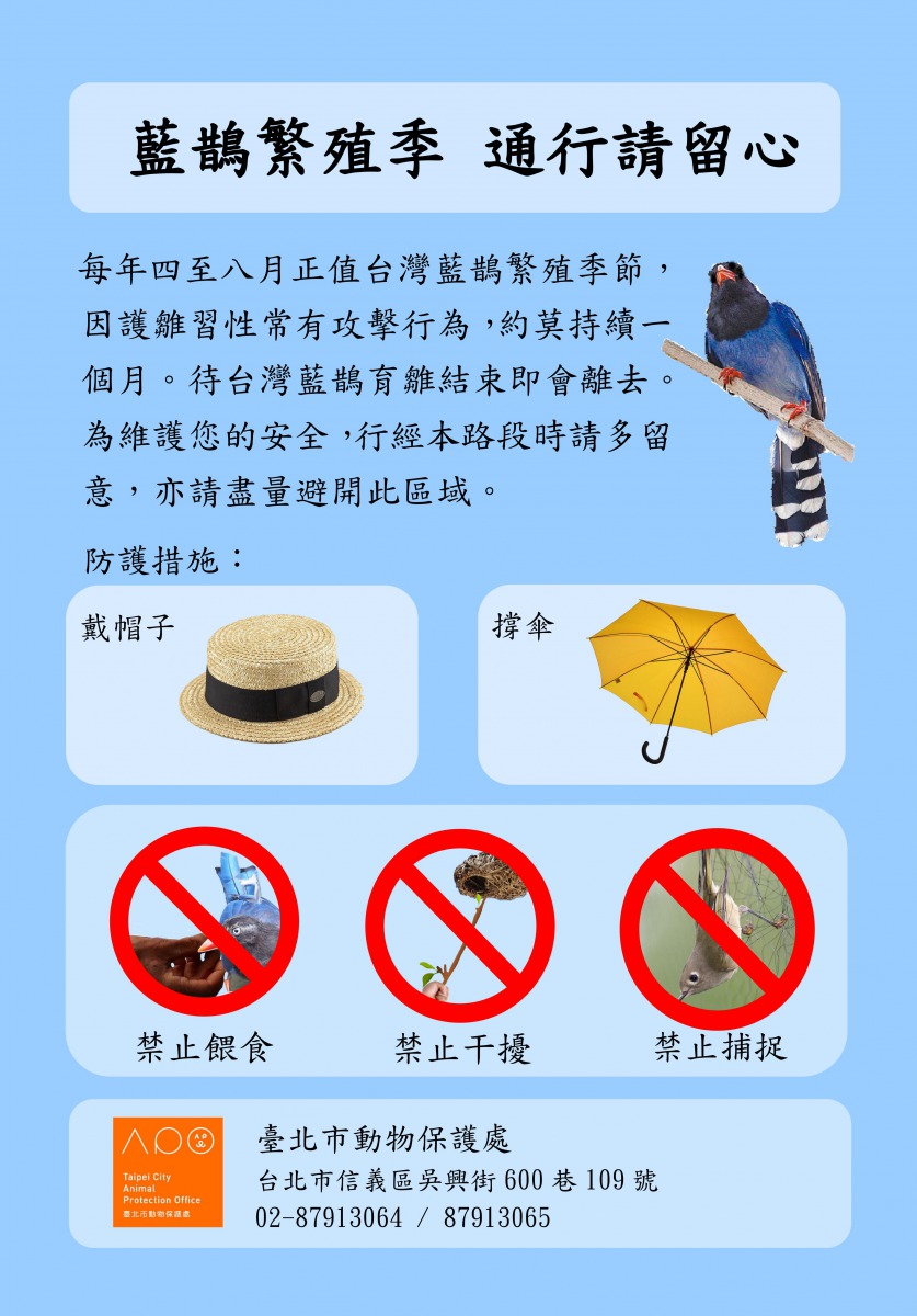 只需3、4週，藍鵲寶寶羽翼漸豐後，藍鵲一家就會離開當地。資料照，台北市動保處/提供