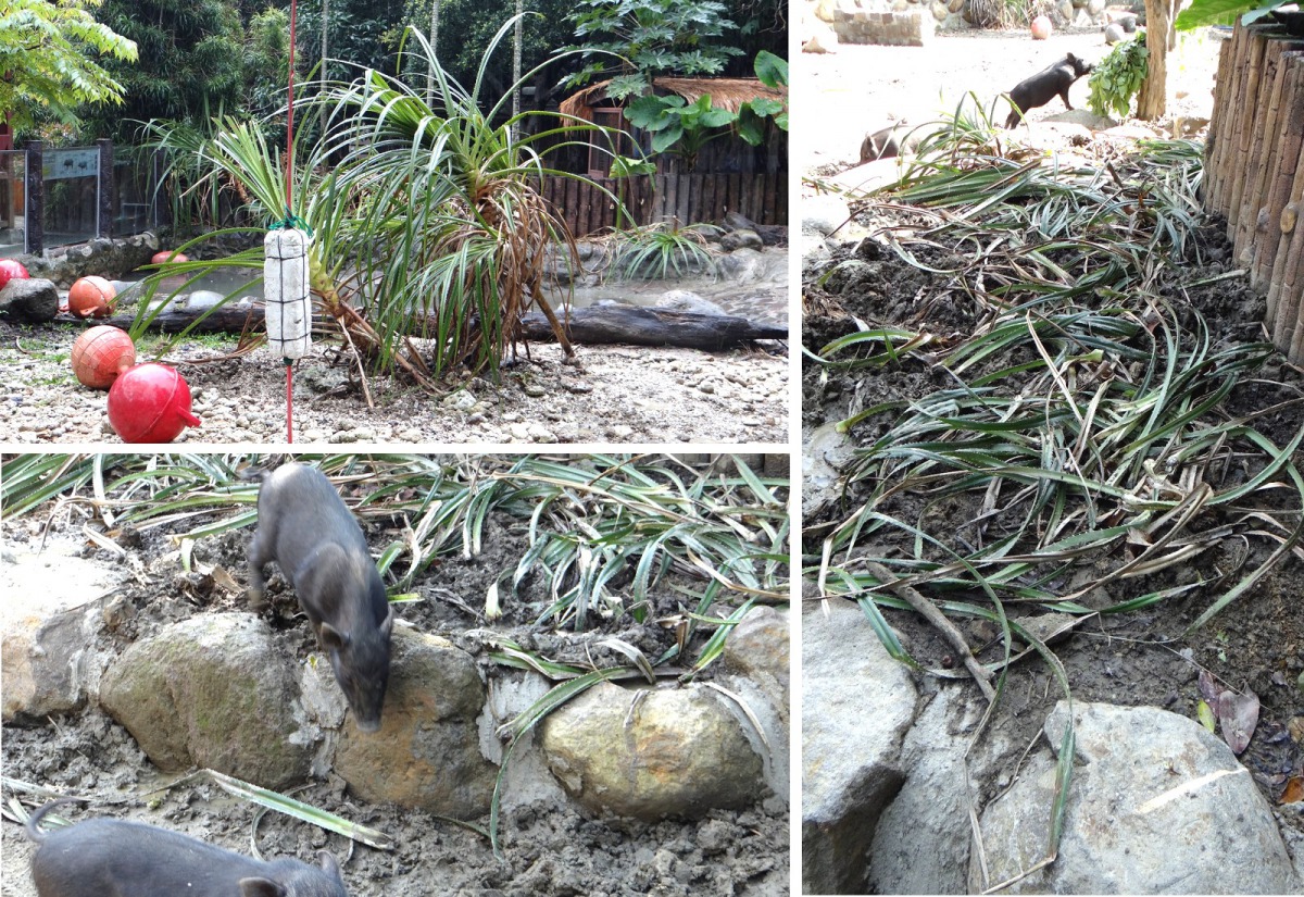 豬寶寶們運用起豬類的專長—拱地，用鼻子挖開泥土，改吃林投沒有刺的莖部。台北市立動物園/提供