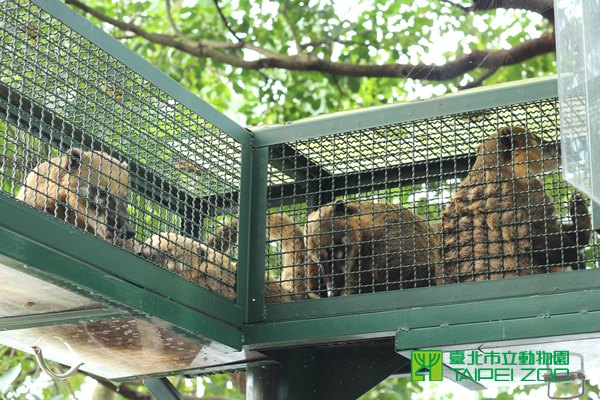 當遊客經過空中走廊下方,便能聞到長鼻浣熊們天然的「香水味」。台灣動物新聞網資料照,台北市立動物園/提供