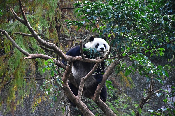 根據前幾年的經驗,熱情活潑的「圓仔」一到戶外場地,就會立刻展開「毀樹計畫」。資料照,台北市立動物園/提供