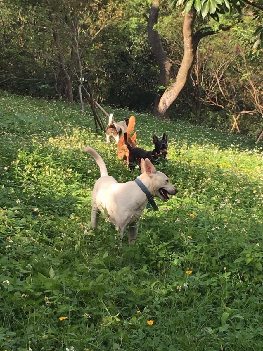 吳同學指出，學生很努力將校狗送養，剩下來的校犬多是年紀較大、難以送養的狗，實在沒有必要將他們送往擁擠的收容所。吳同學/提供