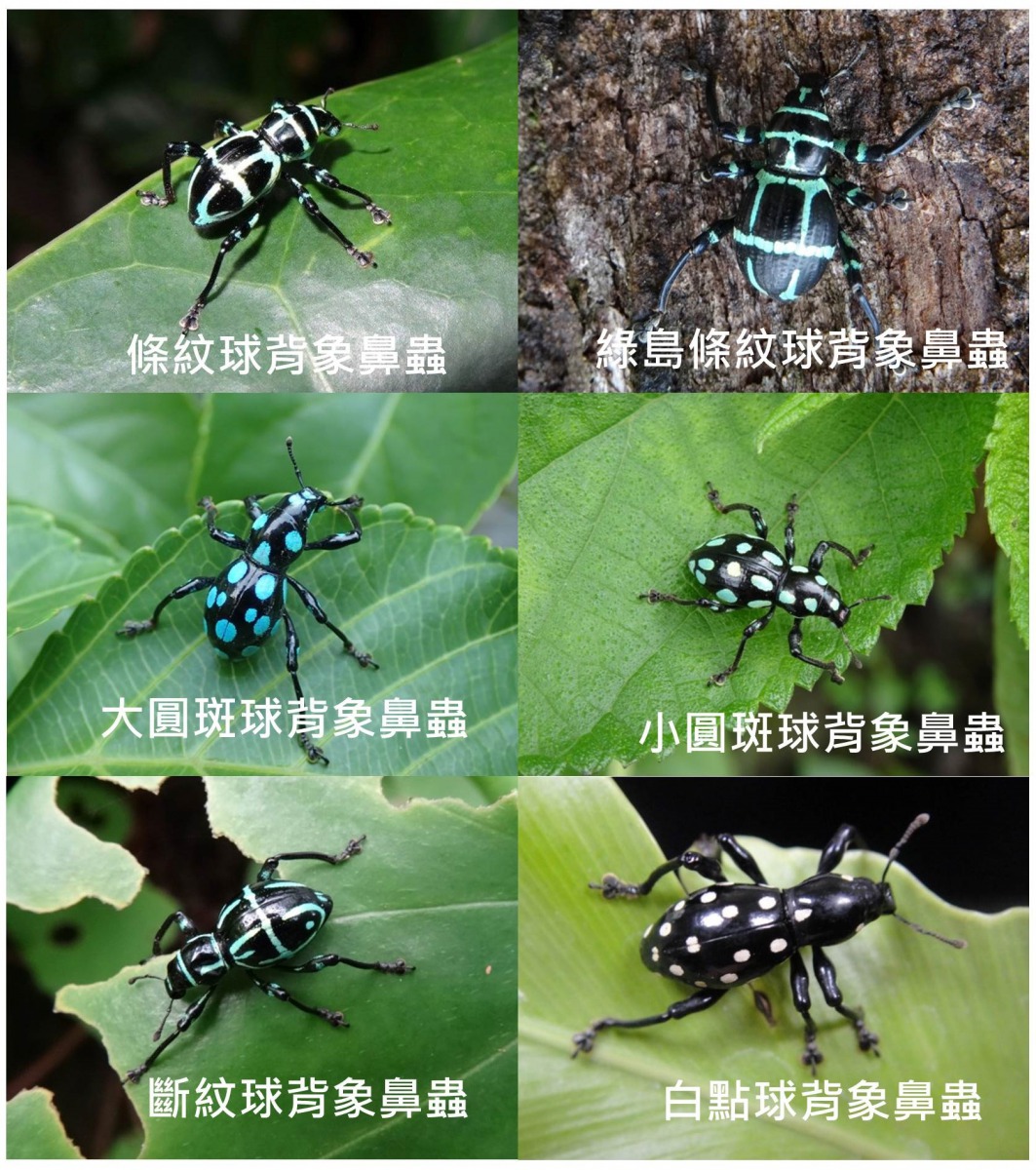 台灣特有的球背象鼻蟲。曾惠芸/攝