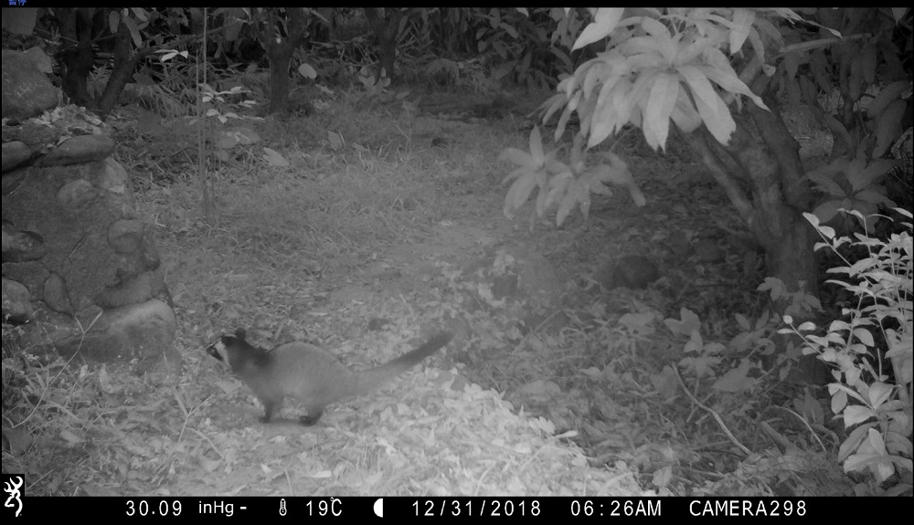 白鼻心穿梭於靜心耕食園。高雄市農業局/提供