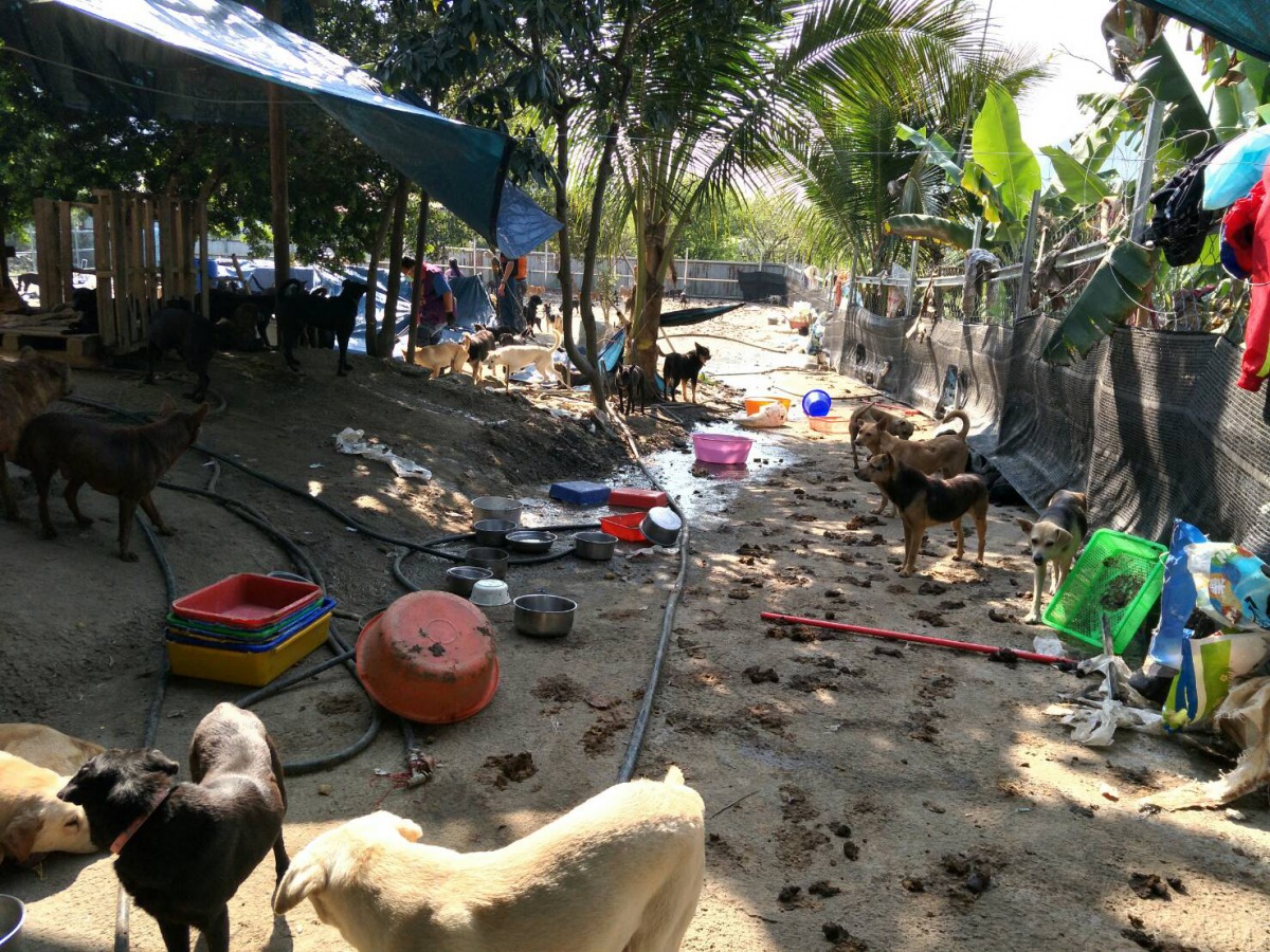 現場犬隻沒有隔離。林品家/提供
