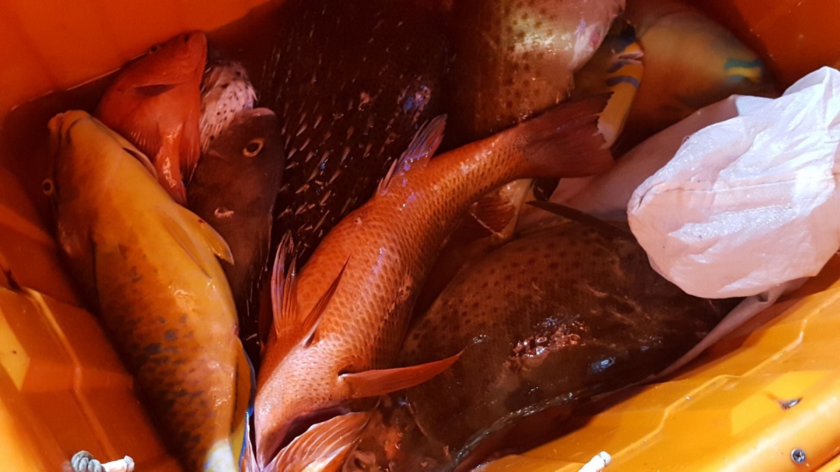 查獲漁獲約100公斤。恆春海巡隊/提供