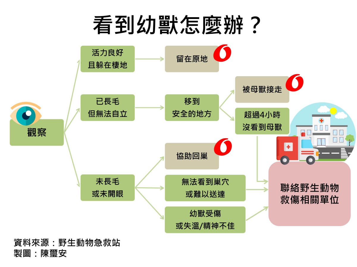 看到幼獸怎麼辦？野生動物急救站/資料來源，陳璽安/製圖