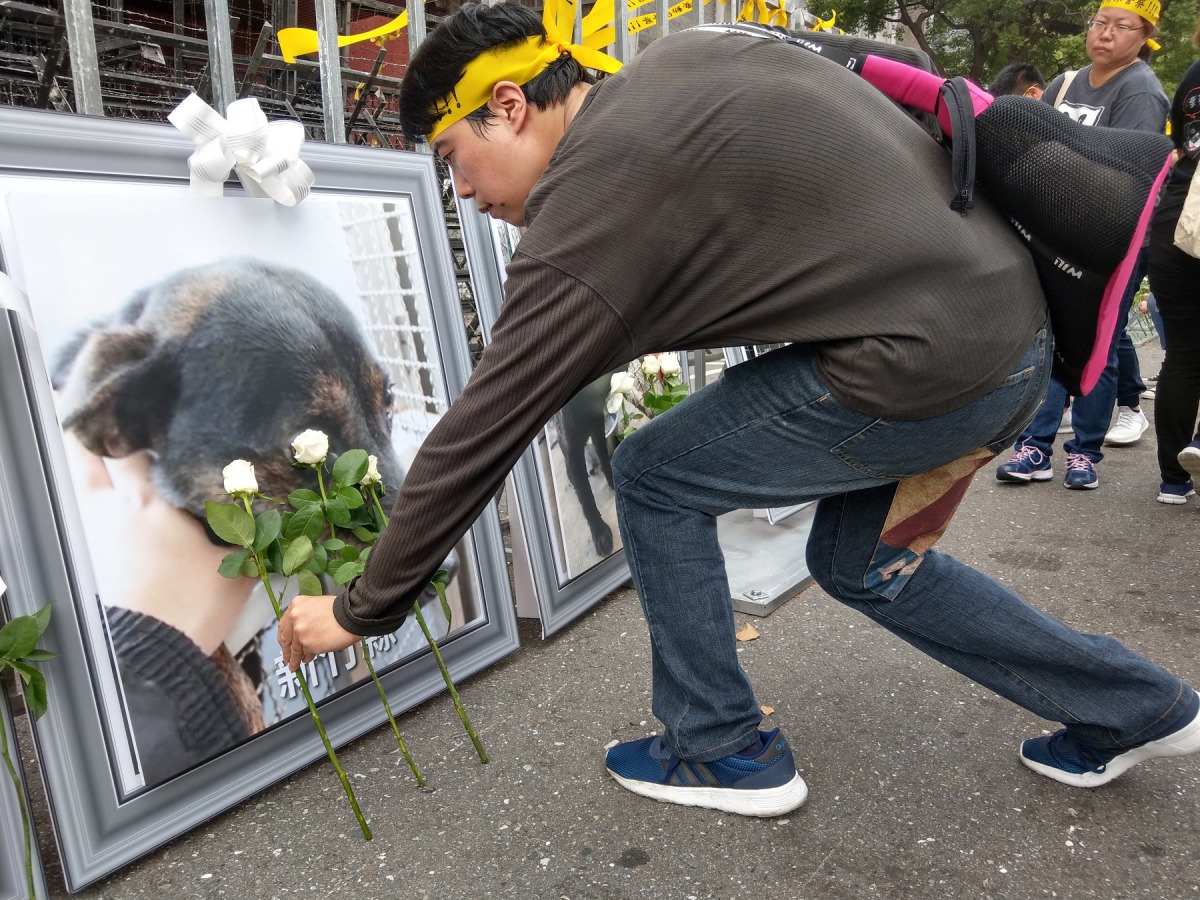 民眾為受害的狗獻上白玫瑰。陳璽安/攝