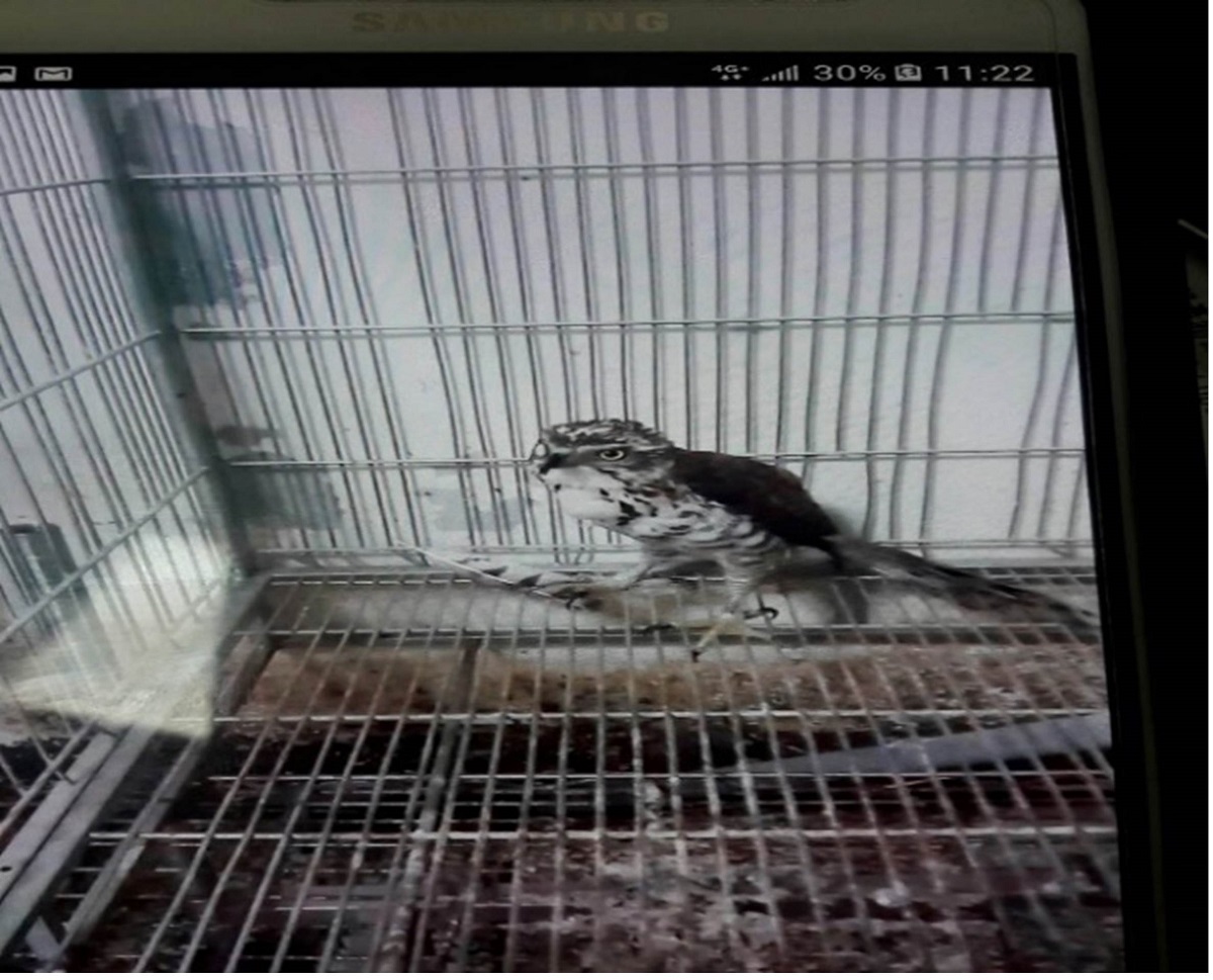 男子一度將所射擊的鳳頭蒼鷹關在籠子裡。保七總隊第七大隊/提供