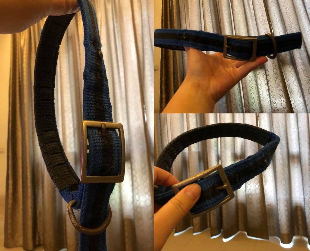 這是6年多前撿到Dobe時,牠身上戴的項圈。林小姐/提供