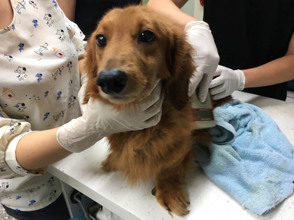 獸醫為犬隻進行健康檢查、清理毛髮，之後會視犬隻狀況開放民眾認養。新北市動保處/提供